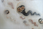 [ UNION ] (particuraly) 2003
polyester foam , cotton thread, ceramic
